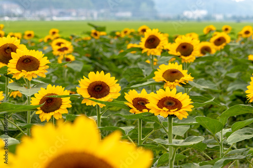 Sunflower at Sakura Furusato Square in Sakura city  Chiba  Japan