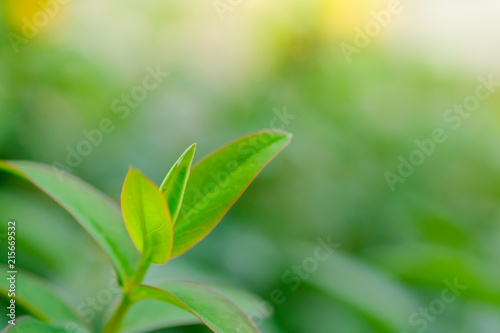 Close up of young red and green leaf with nature background under sunlight.