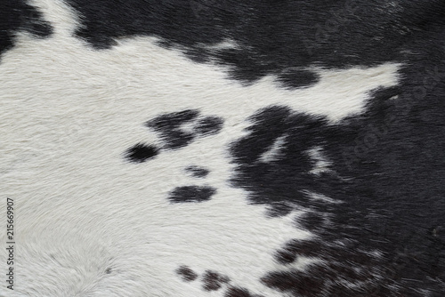 close-up on black and white cow skin fur texture