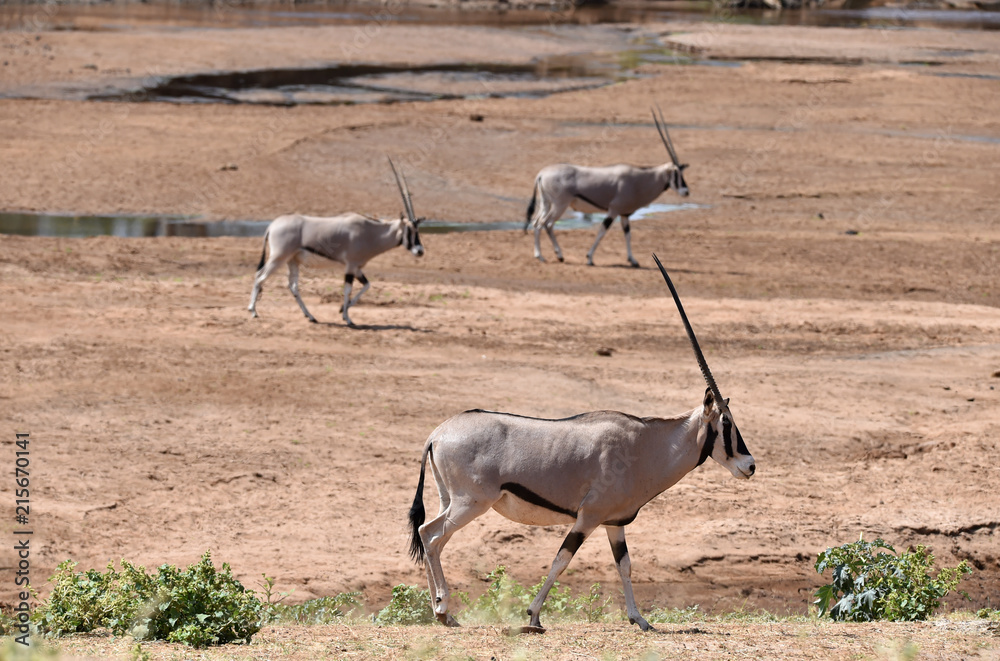 Afrikanische Oryx Afrikanische Oryx