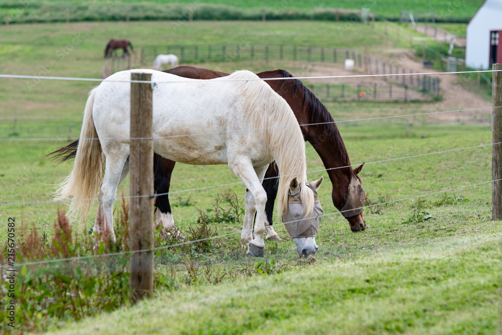 horses grazing with fly masks horses grazing with fly masks