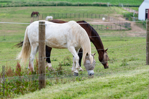 Fotografía horses grazing with fly masks