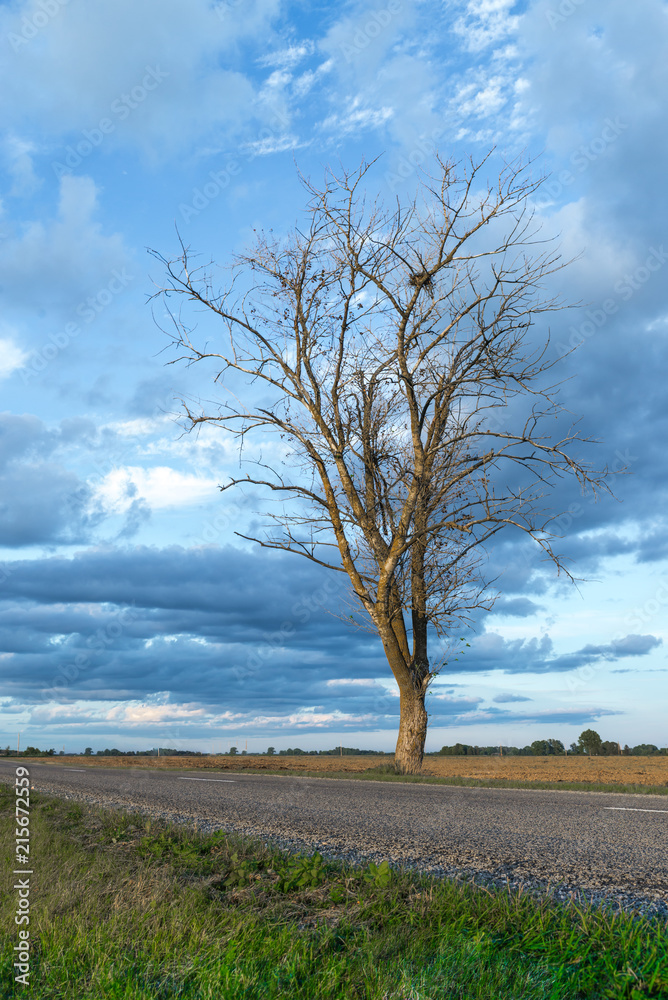 Sunset and asphalt road with tree in Dobele, Latvia