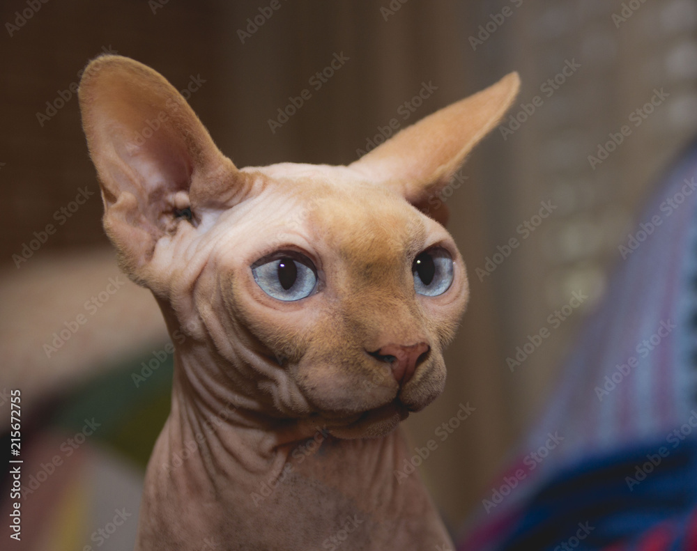 sphynx, animal, pet, chihuahua, puppy, cute, isolated, canine, small, portrait, breed, domestic, white, brown, cat, purebred, adorable, sphynx, ears, mammal, funny, miniature, pinscher, hairless, terr