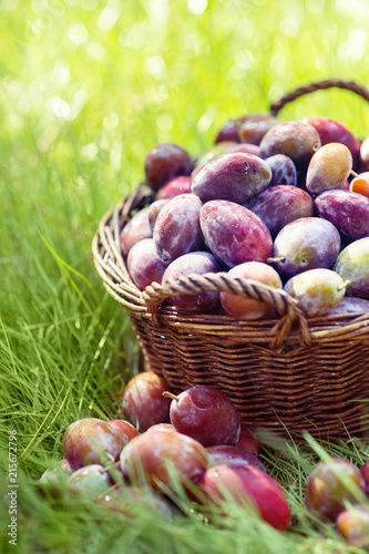 Ripe plums in wicker basket shortly after rain in bright sunlight photo