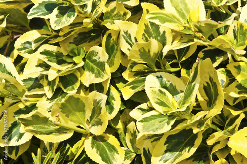 Variegated privet hedge closeup photo