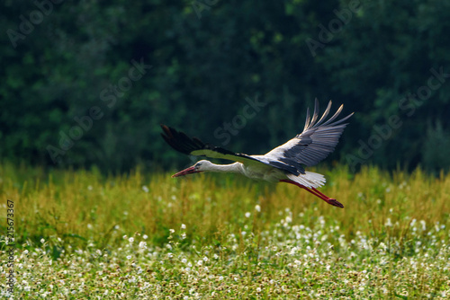 stork photographed in flight