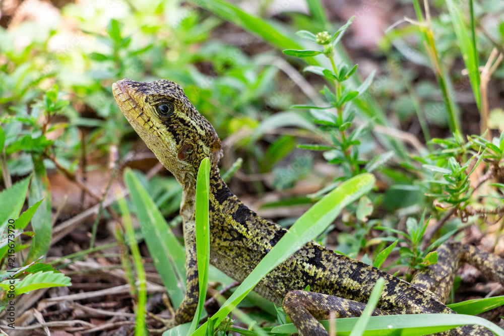 Brown basilisk (Basiliscus vittatus) lizard, female, closeup - Topeekeegee Yugnee (TY) Park, Hollywood, Florida, USA Brown basilisk (Basiliscus vittatus) lizard, female, closeup - Topeekeegee Yugnee (TY) Park, Hollywood, Florida, USA