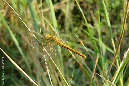 Beautiful golden dragonfly on grass in the meadow, closeup