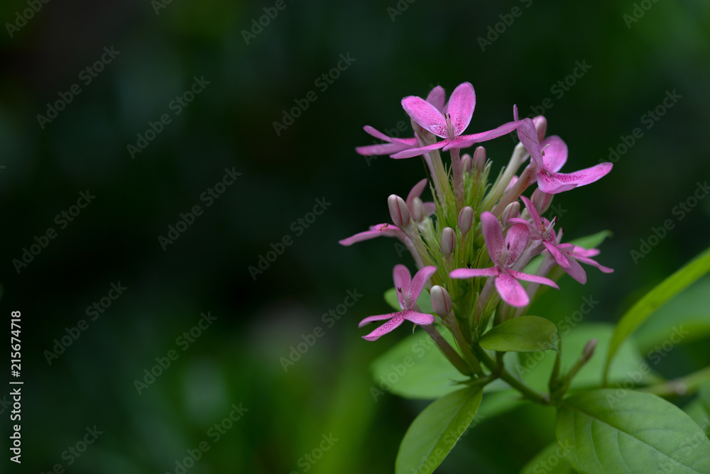 Pink azalea flower and green background. Copy space Pink azalea flower and green background. Copy space