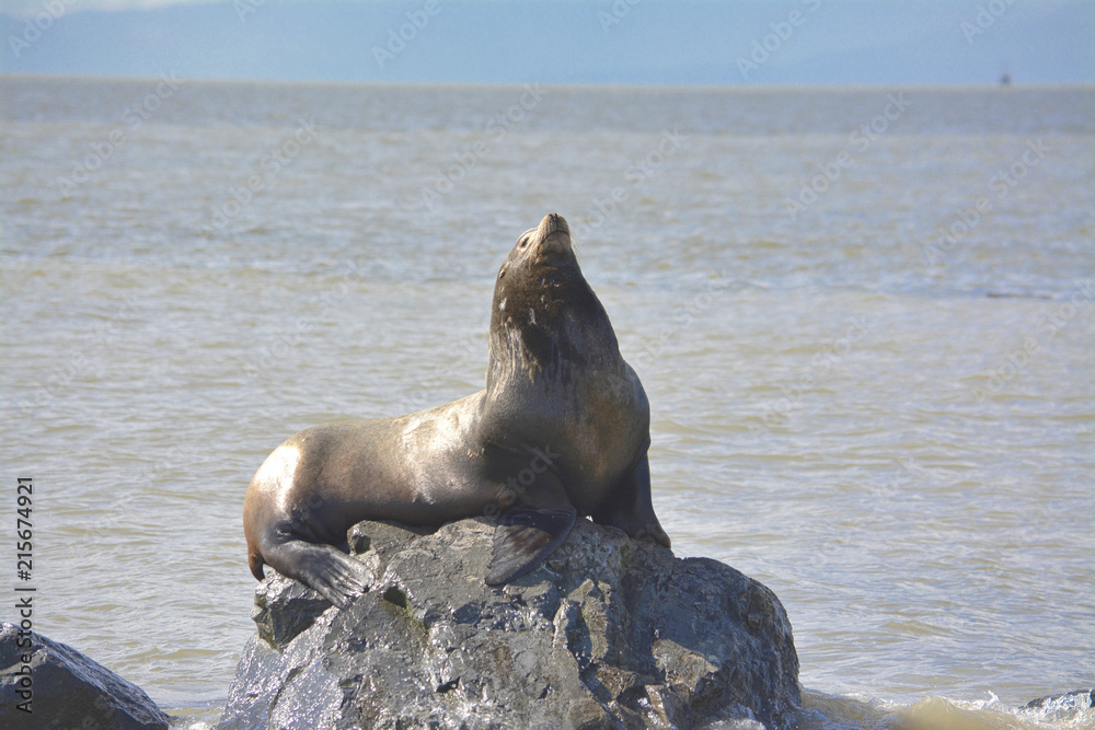 Fototapeta premium a seal is sunnig on the rock in the ocean