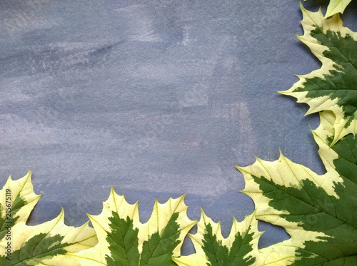 leaves. maple. copy space. background. fall. maple leaves. September 1. beginning of academic year. school.