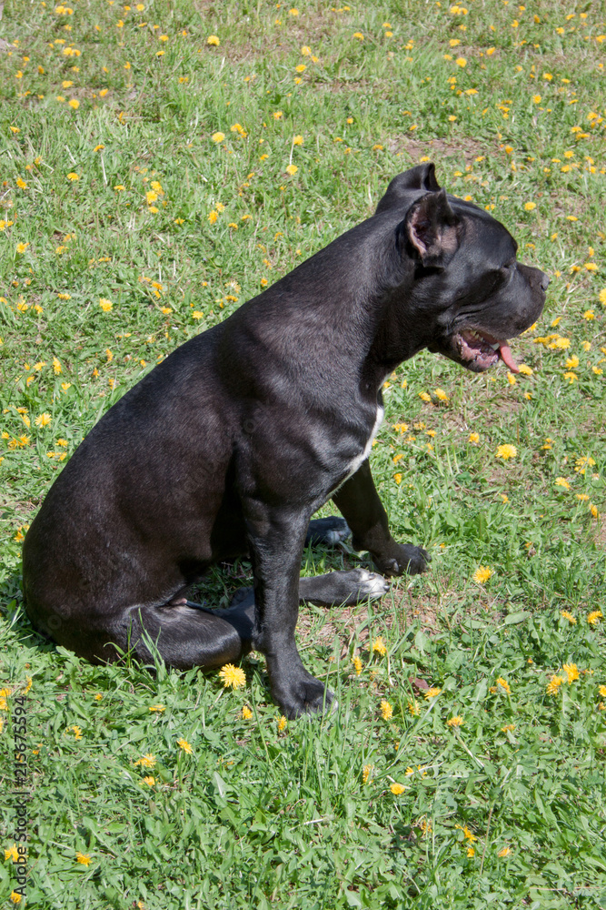 Cane corso puppy is sitting in a green grass. Cane corso italiano or italian mastiff. Pet animals.