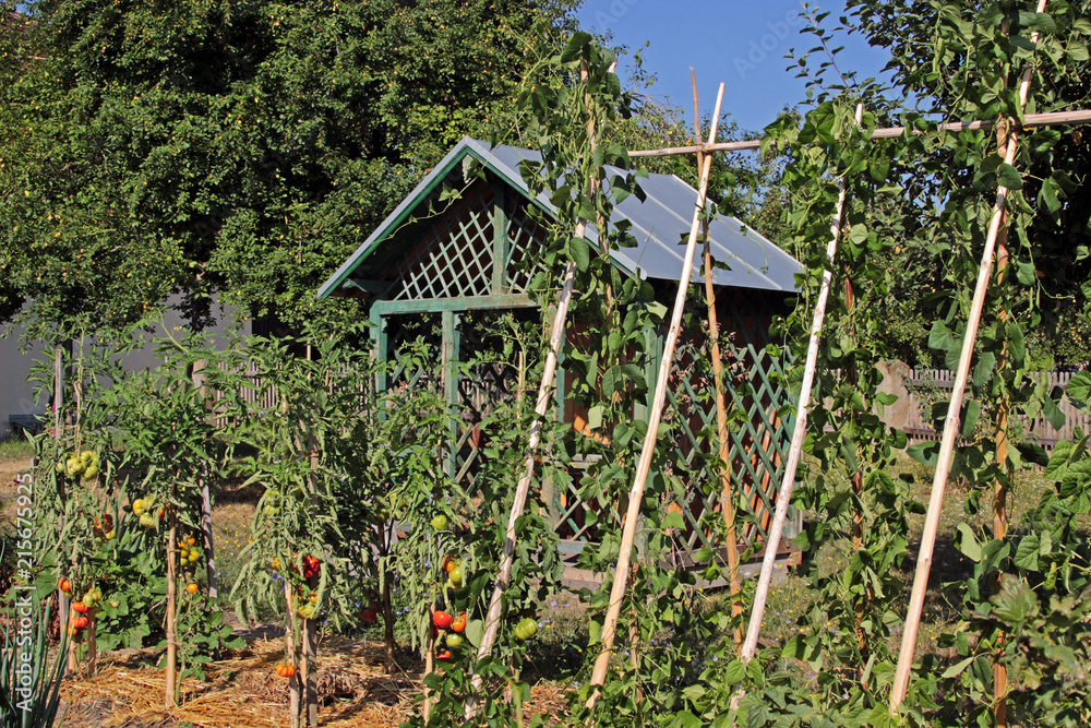 tomatoe plants and bean plants in a garden tomatoe plants and bean plants in a garden