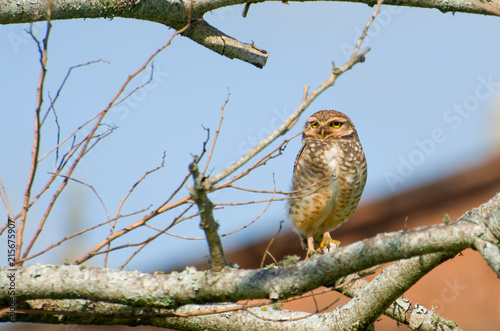 Beautiful owl (Glaucidium minutissimum) on top of a tree. photo