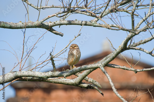 Beautiful owl (Glaucidium minutissimum) on top of a tree. photo