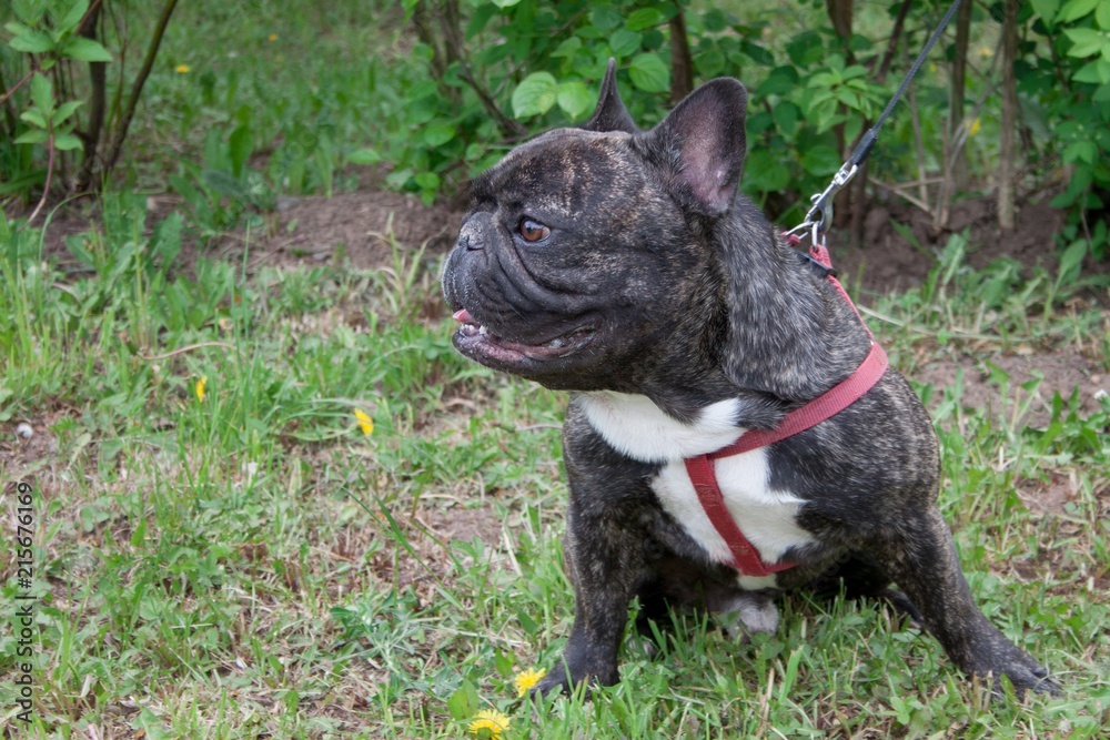 Cute brindle french bulldog is sitting on a spring meadow.