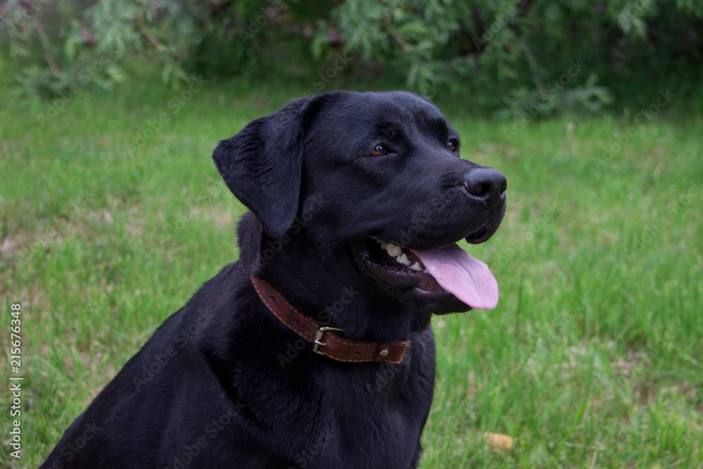 Cute black labrador retriever is sitting on a green meadow. Pet animals.