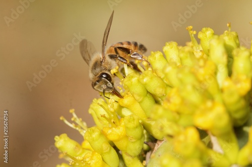 Worker bee head-on © Lian