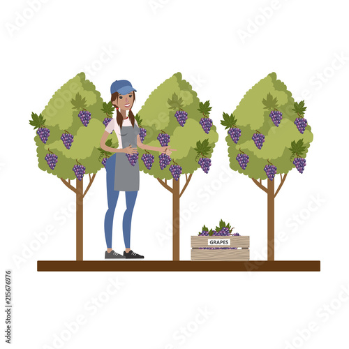 Female farmer picking grape from the tree