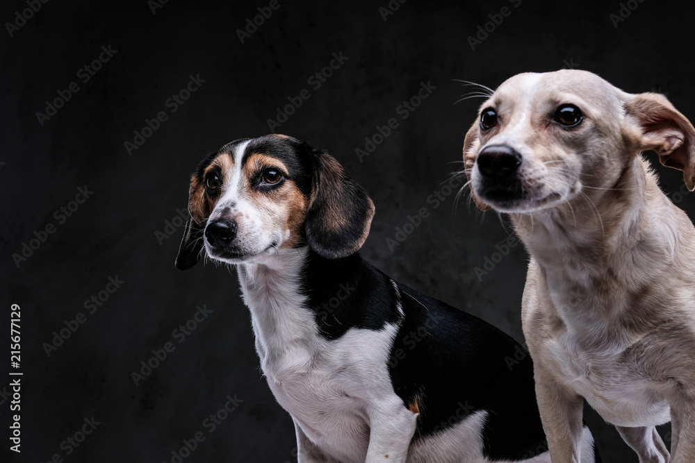 Close-up portrait of two cute little dogs isolated on a dark background.