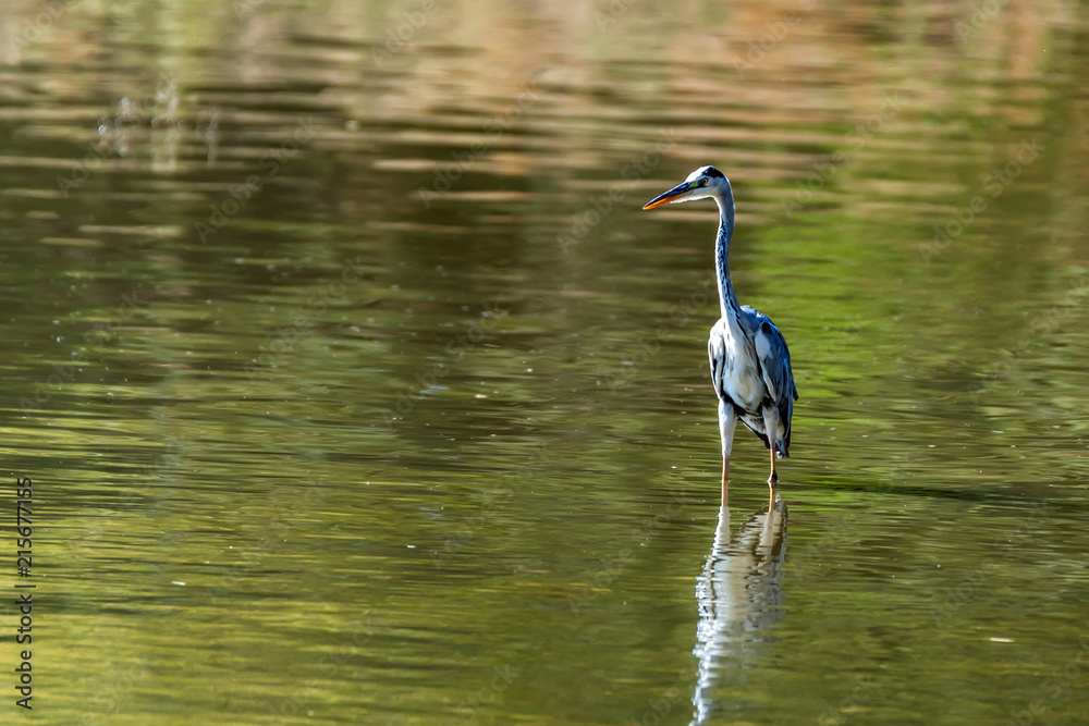 Naklejka premium Grey Heron or Ardea cinerea stands in river