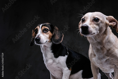 Close-up portrait of two cute little dogs isolated on a dark background.