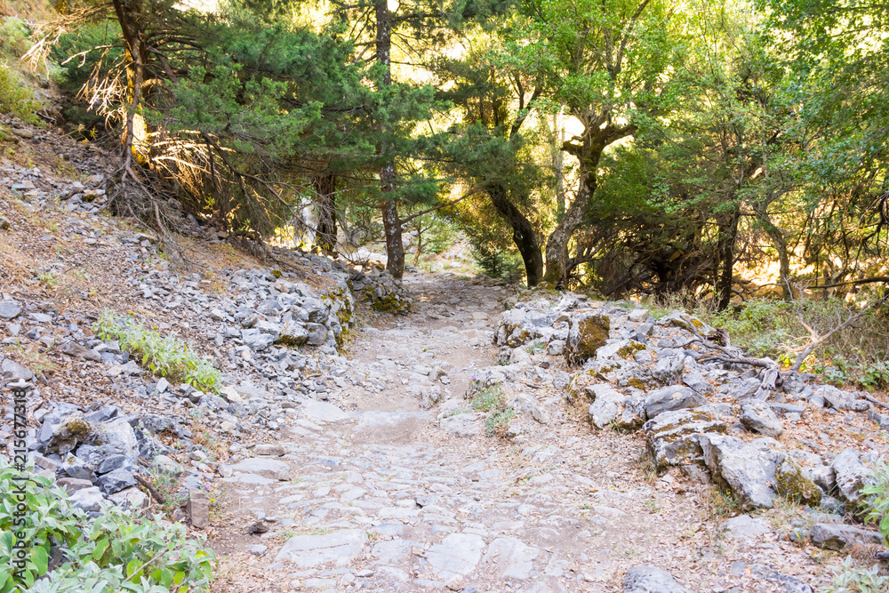 trail through a mountain gorge