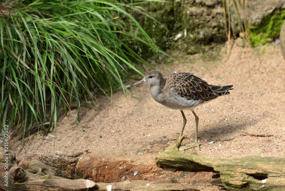 Fototapeta premium Ruff (Calidris pugnax), medium-sized wading bird that breeds in marshes and wet meadows