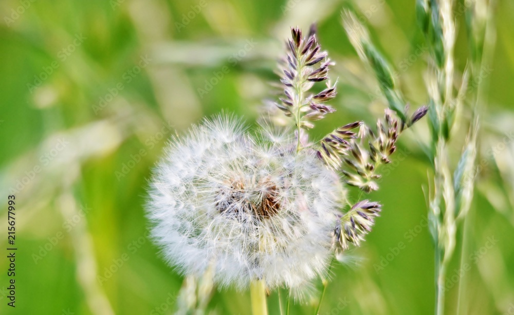 Close up of a common dandelion blow ball
Close up of a common dandelion blow ball