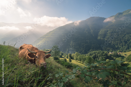 Vache en estive dans les Pyrénées  photo