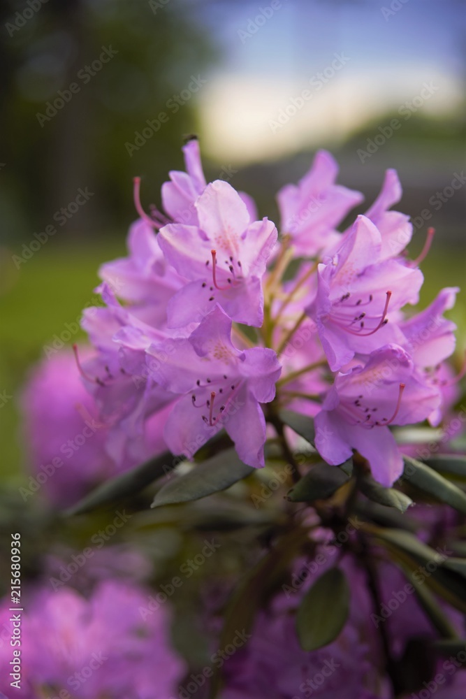 Fototapeta premium Beautiful flowers in a garden