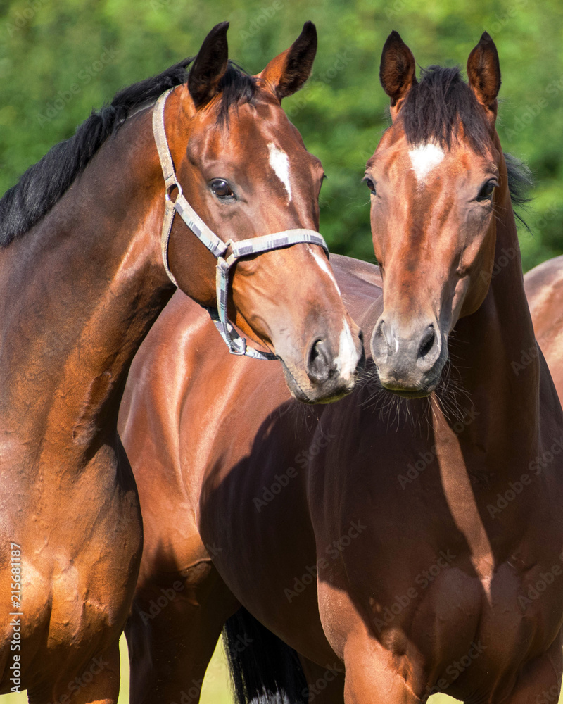 Obraz premium Two bay geldings