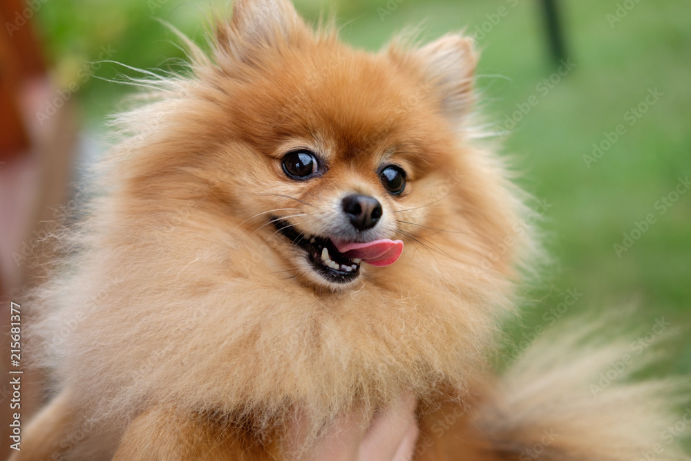 Pomeranian on the lawn near the house