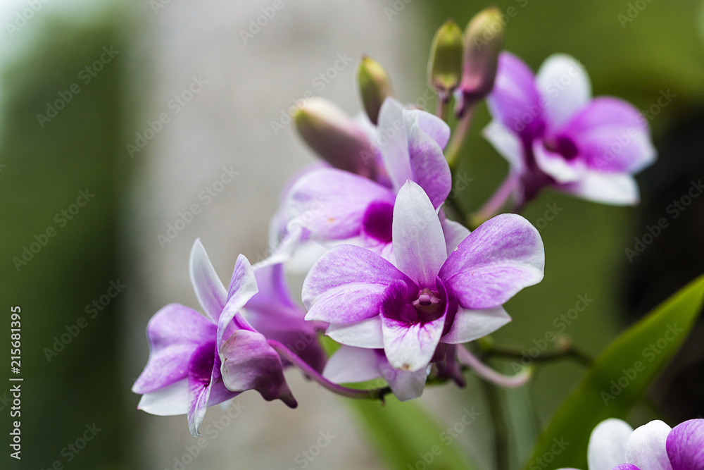 beautiful orchid flower in garden