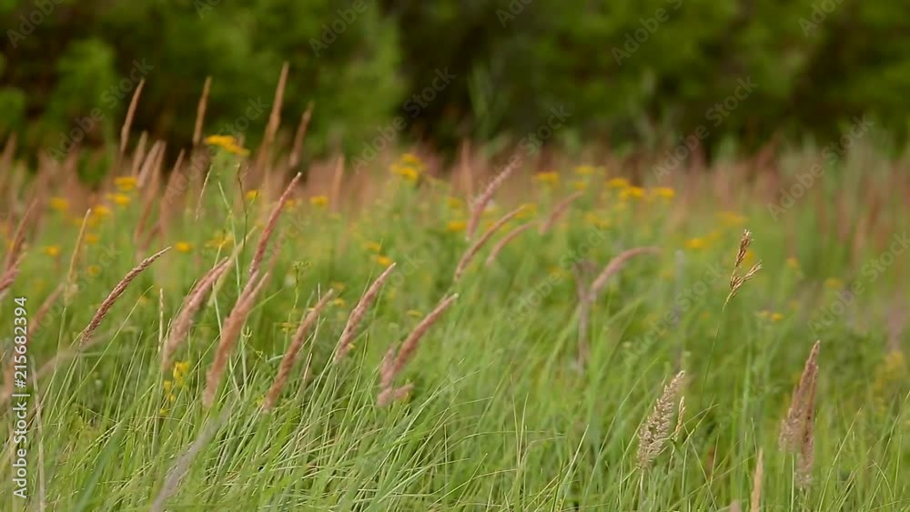 Wheat, ear plants on summer field. Russia. Country life. Nature. video Wheat, ear plants on summer field. Russia. Country life. Nature. video