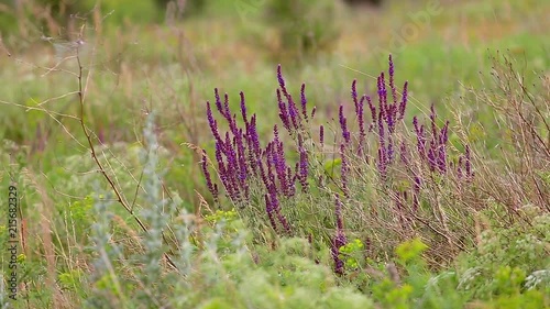 The Lavender plant blossoms in a meadow, in a field.