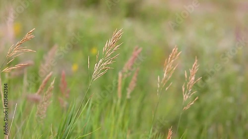Wheat, ear plants on summer field. Russia. Country life. Nature. video
