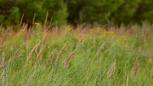 Wheat, ear plants on summer field. Russia. Country life. Nature. video