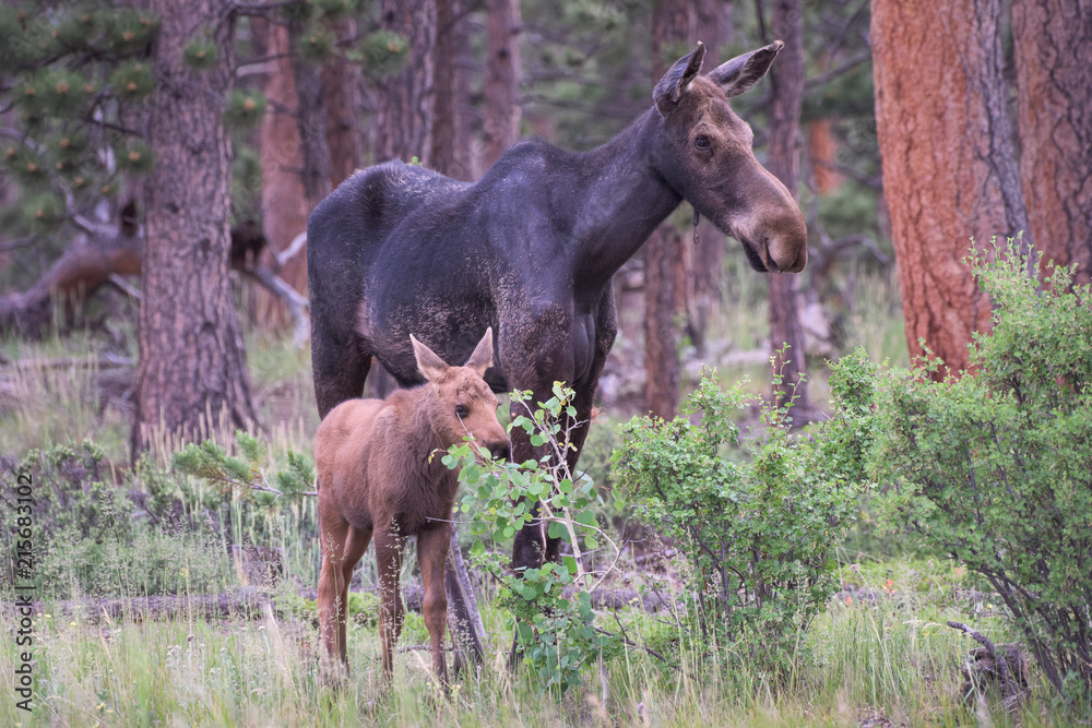 Shiras Moose of The Colorado Rocky Mountains. Cow With Calf Shiras Moose of The Colorado Rocky Mountains. Cow With Calf