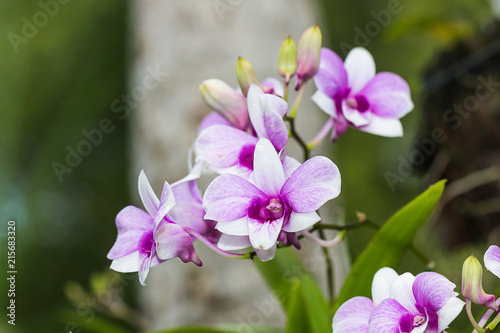 beautiful orchid flower in garden © phoopanotpics
