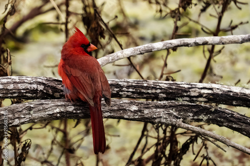Cardinal in the woods