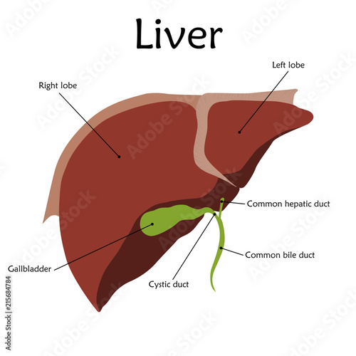 Human liver with a description. Anatomy vector flat illustration. White background.