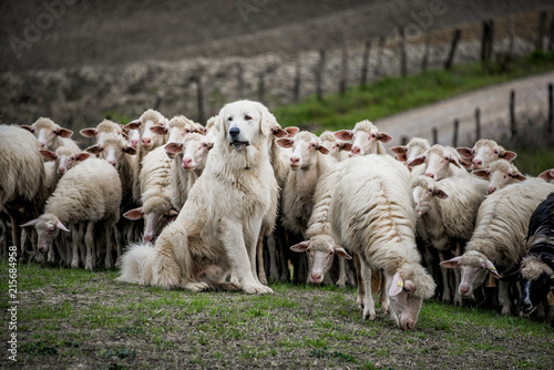 Shepherd dog guarding the sheep flock. photo