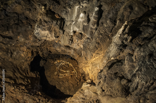 Croazia, 26/06/2018: i resti di un orso nelle Grotte di Barać, registrate per la prima volta nel 1699, vicino al villaggio di Nova Kršlja nella zona dei laghi di Plitvice photo