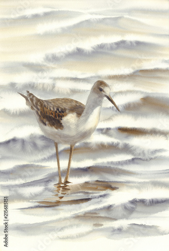 a bird walking by the sea watercolor