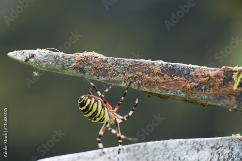 Araignée Jaune et Noire