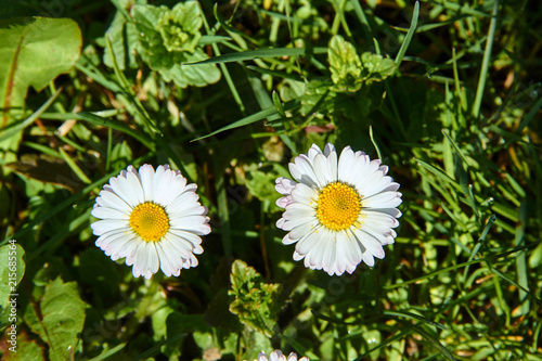 White daisies in a meadow in the spring in Poland.