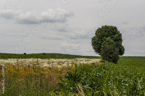 Natura, paesaggio di campagna: due alberi solitari  e prati verdi su terreni coltivati  photo