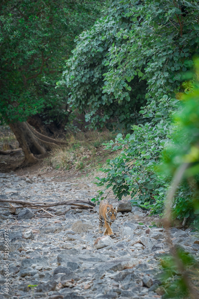 A beautiful morning spent with mother and her cubs of ranthambore national park A beautiful morning spent with mother and her cubs of ranthambore national park
